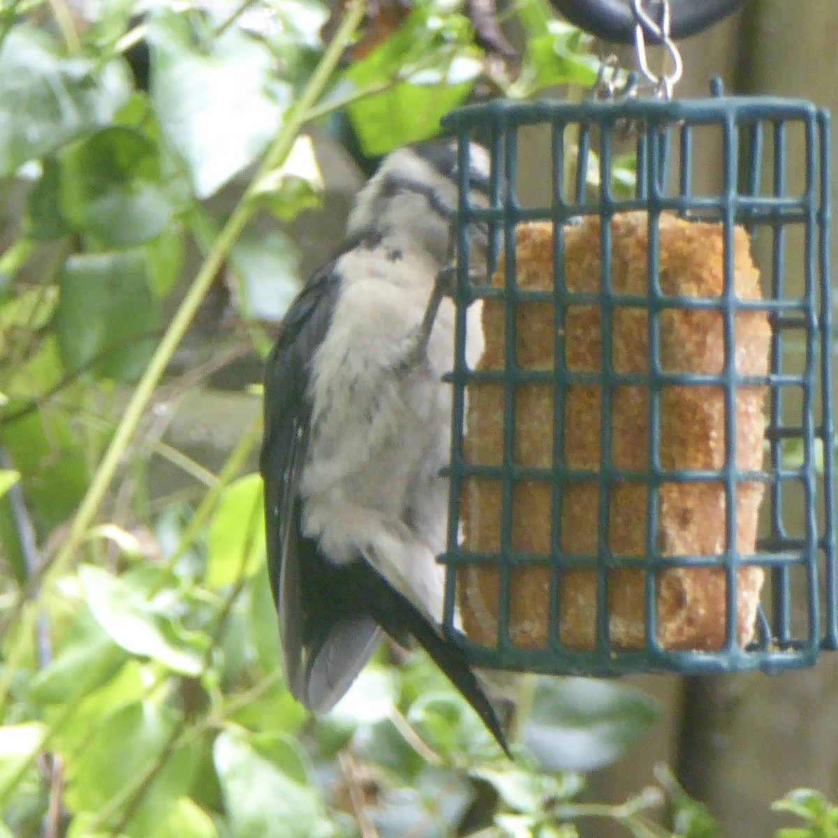 Hairy Woodpecker - Anonymous