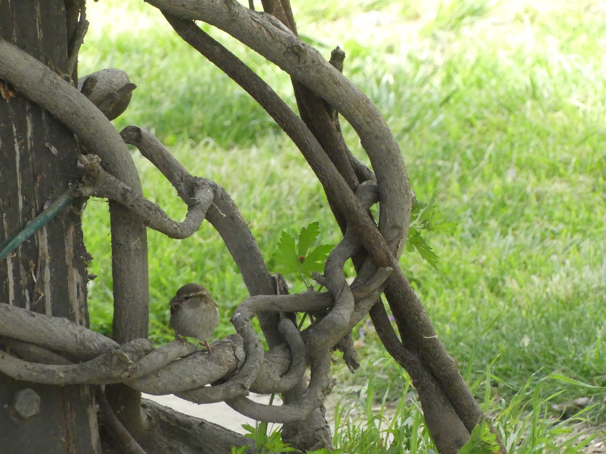 Оронгийн бор шувуу - ML622023755