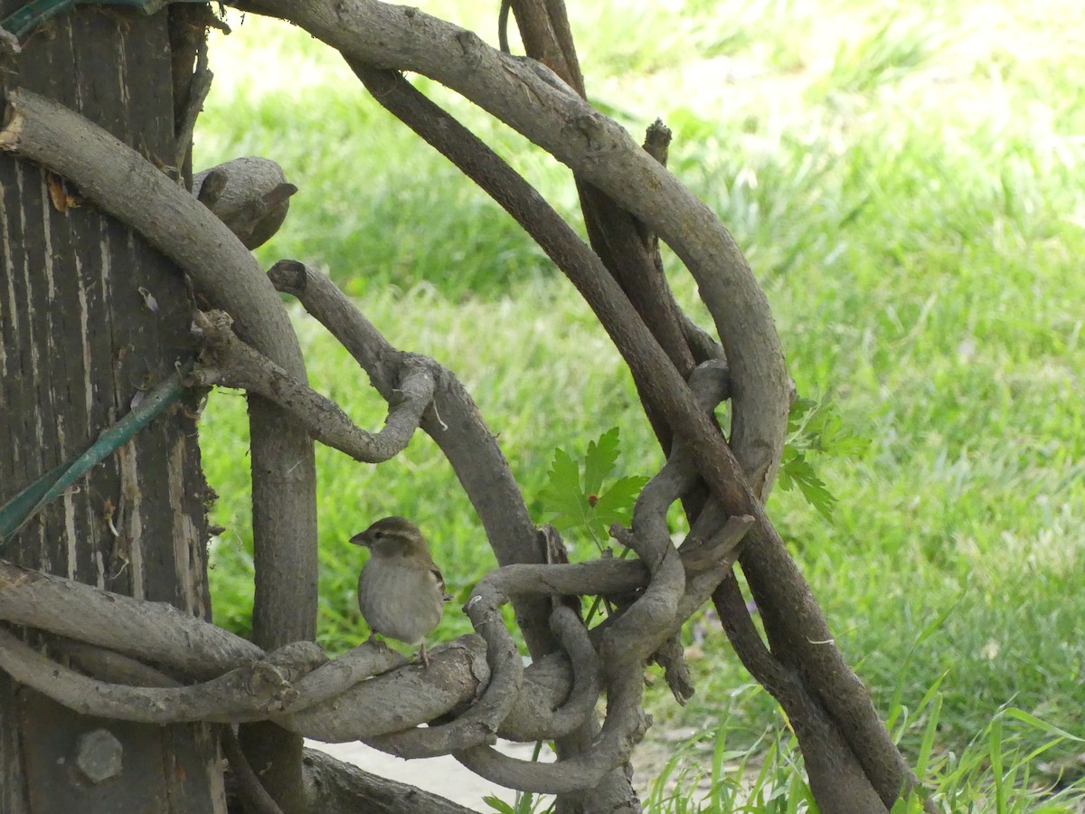 Оронгийн бор шувуу - ML622023756