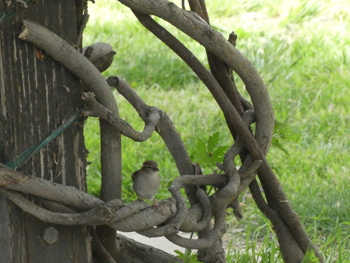 Оронгийн бор шувуу - ML622023757