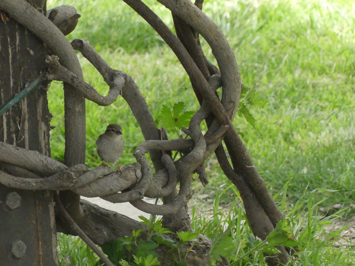 Оронгийн бор шувуу - ML622023758