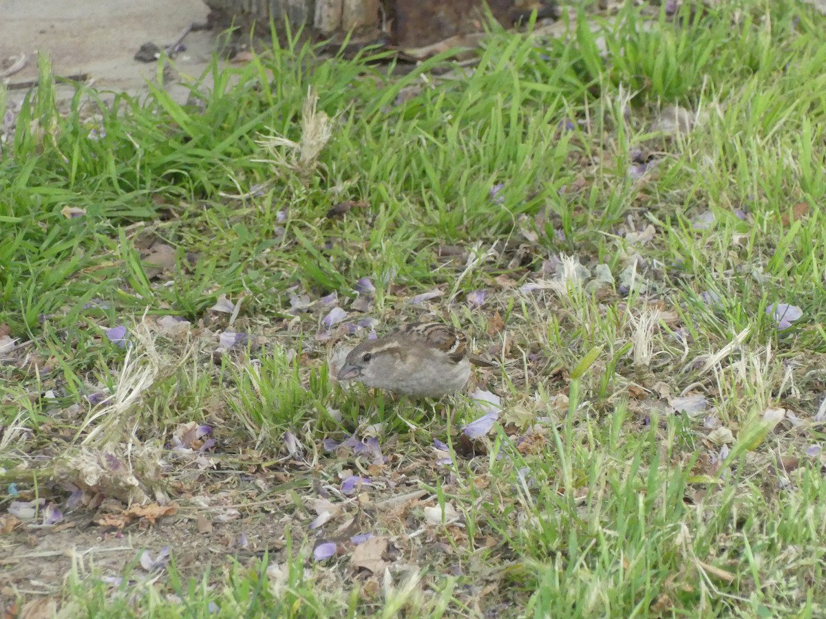 Оронгийн бор шувуу - ML622023759