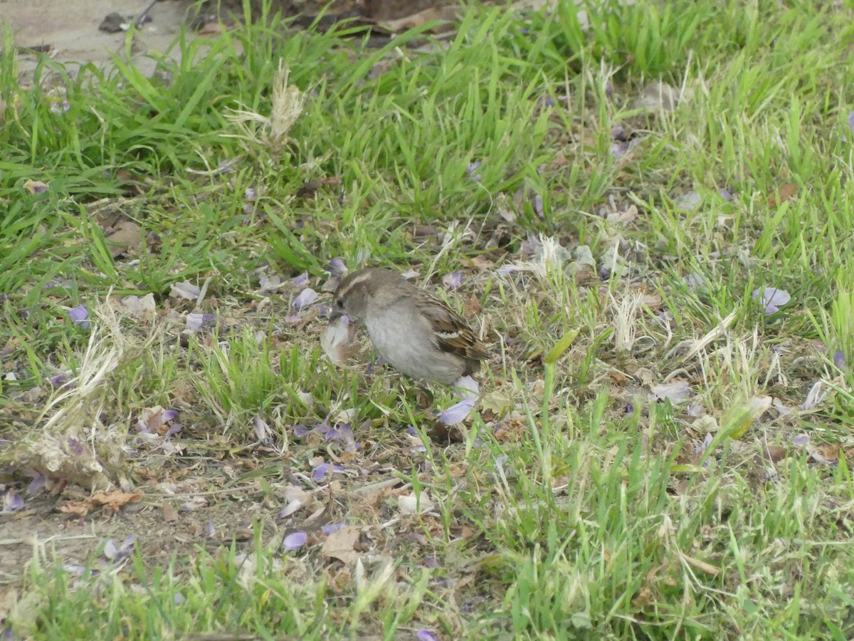 Оронгийн бор шувуу - ML622023760