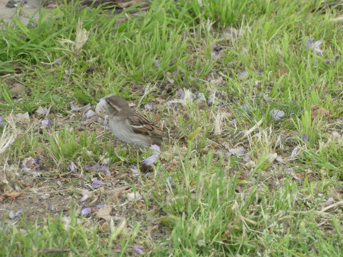 Оронгийн бор шувуу - ML622023761