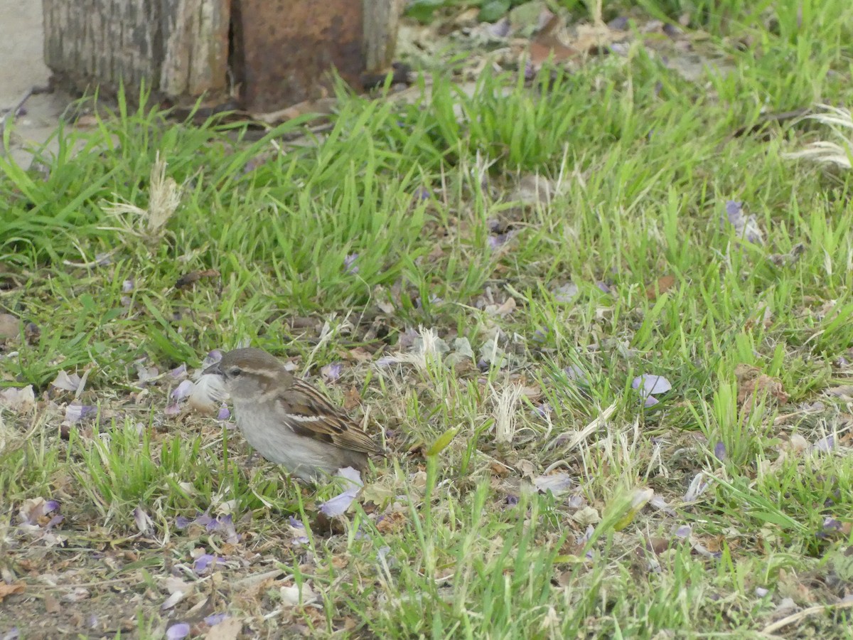 Оронгийн бор шувуу - ML622023762