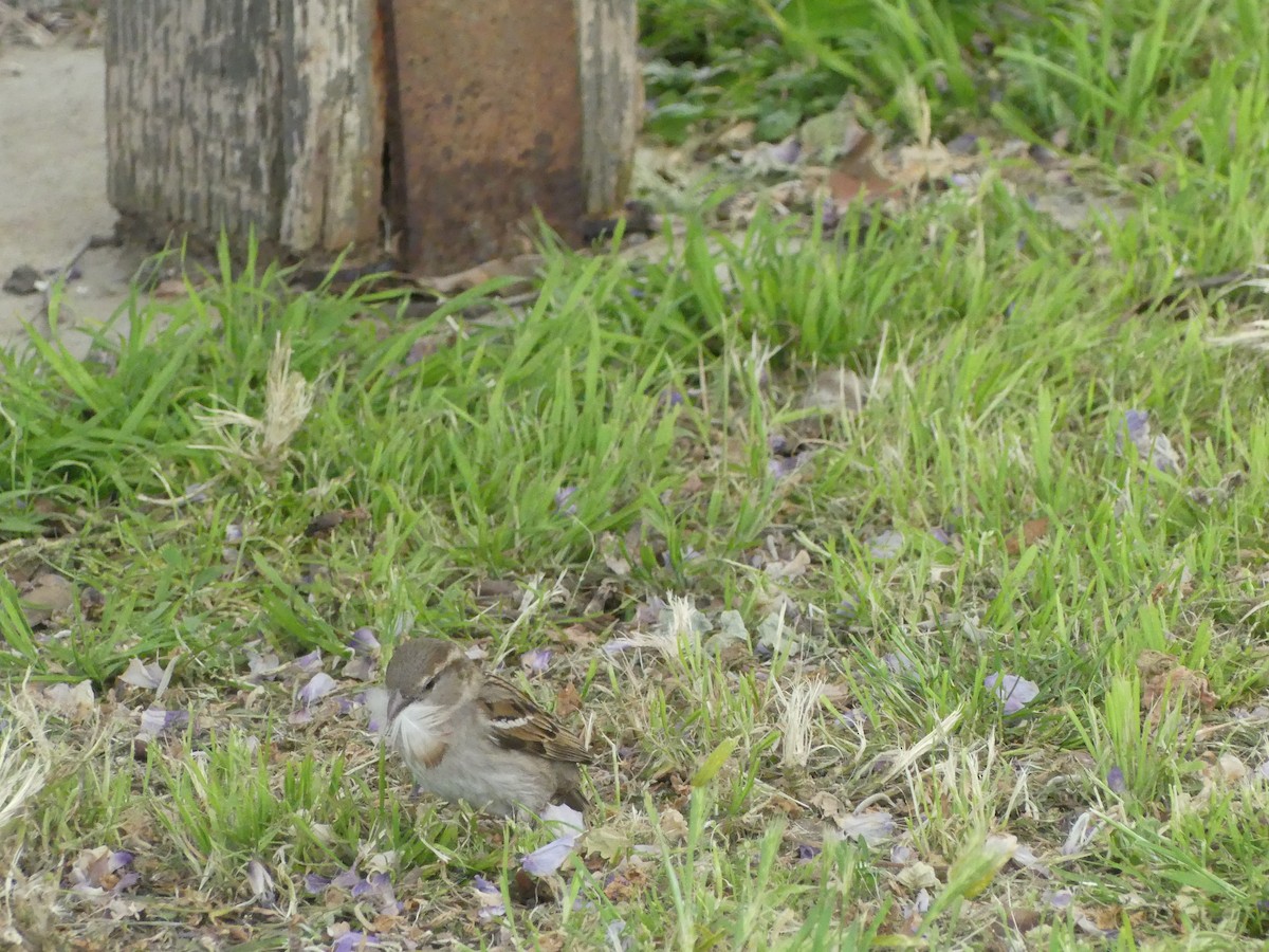 Оронгийн бор шувуу - ML622023763