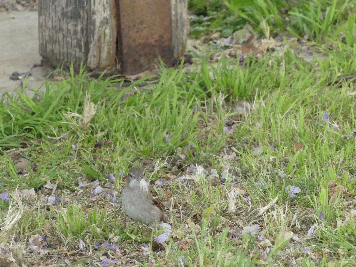 Оронгийн бор шувуу - ML622023764