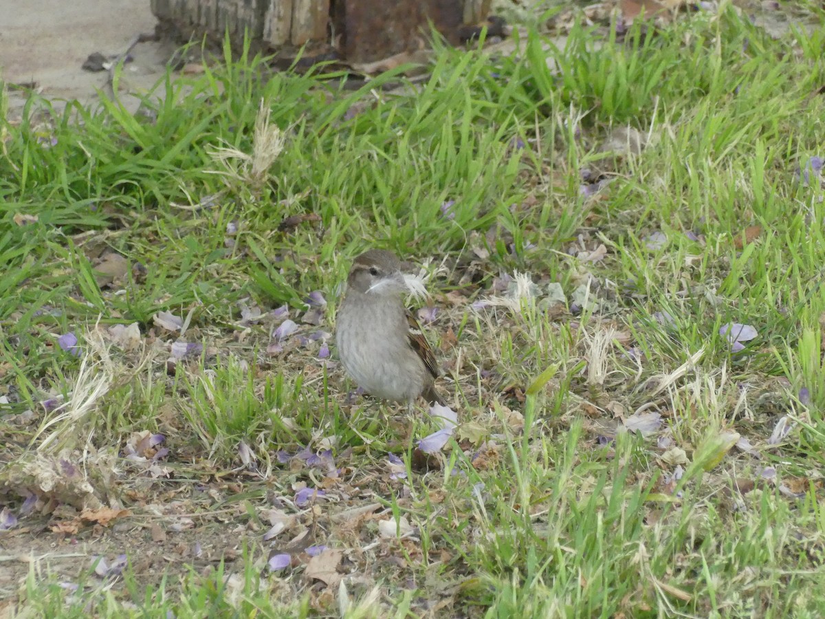 Оронгийн бор шувуу - ML622023765