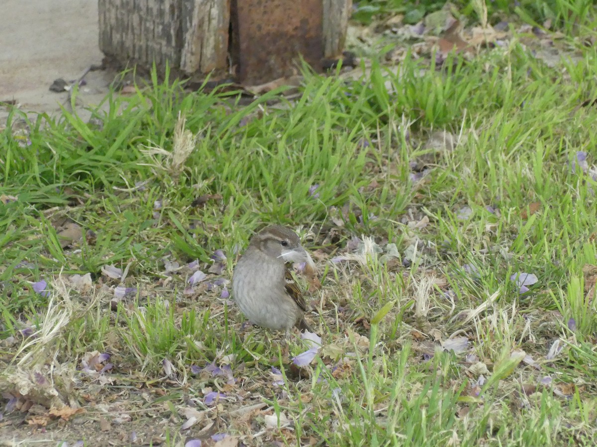 Оронгийн бор шувуу - ML622023766