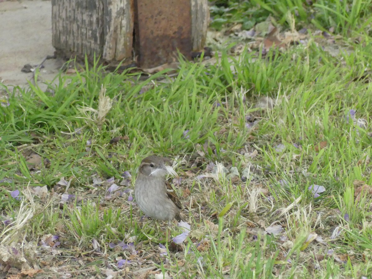 Оронгийн бор шувуу - ML622023767