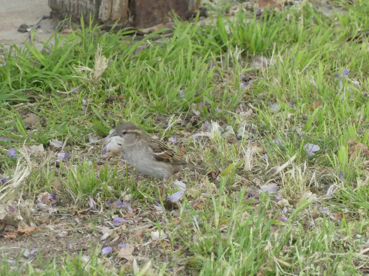 Оронгийн бор шувуу - ML622023768