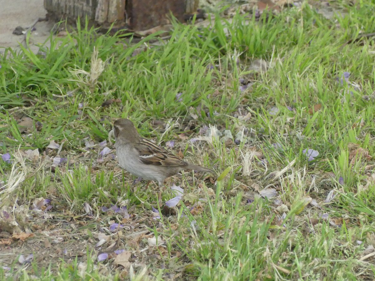 Оронгийн бор шувуу - ML622023769