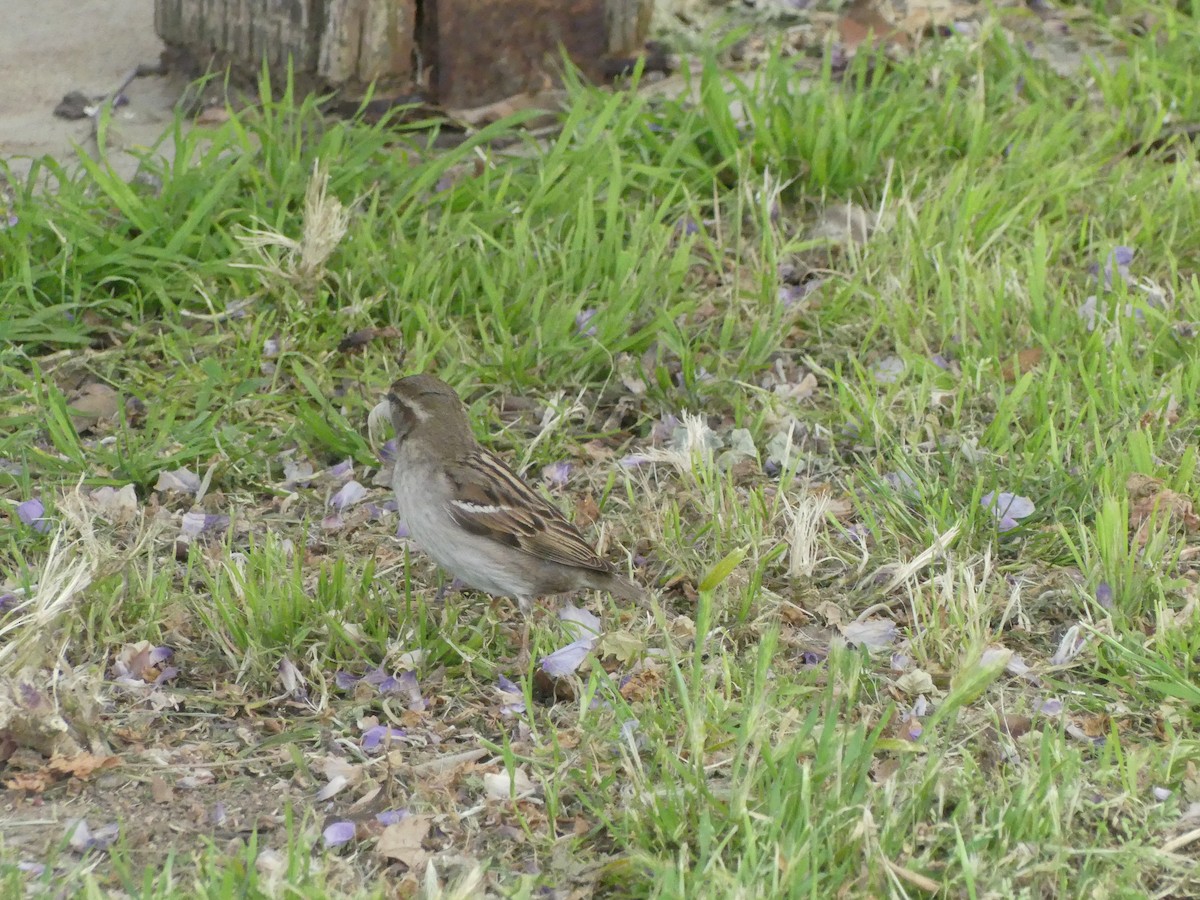 Оронгийн бор шувуу - ML622023770