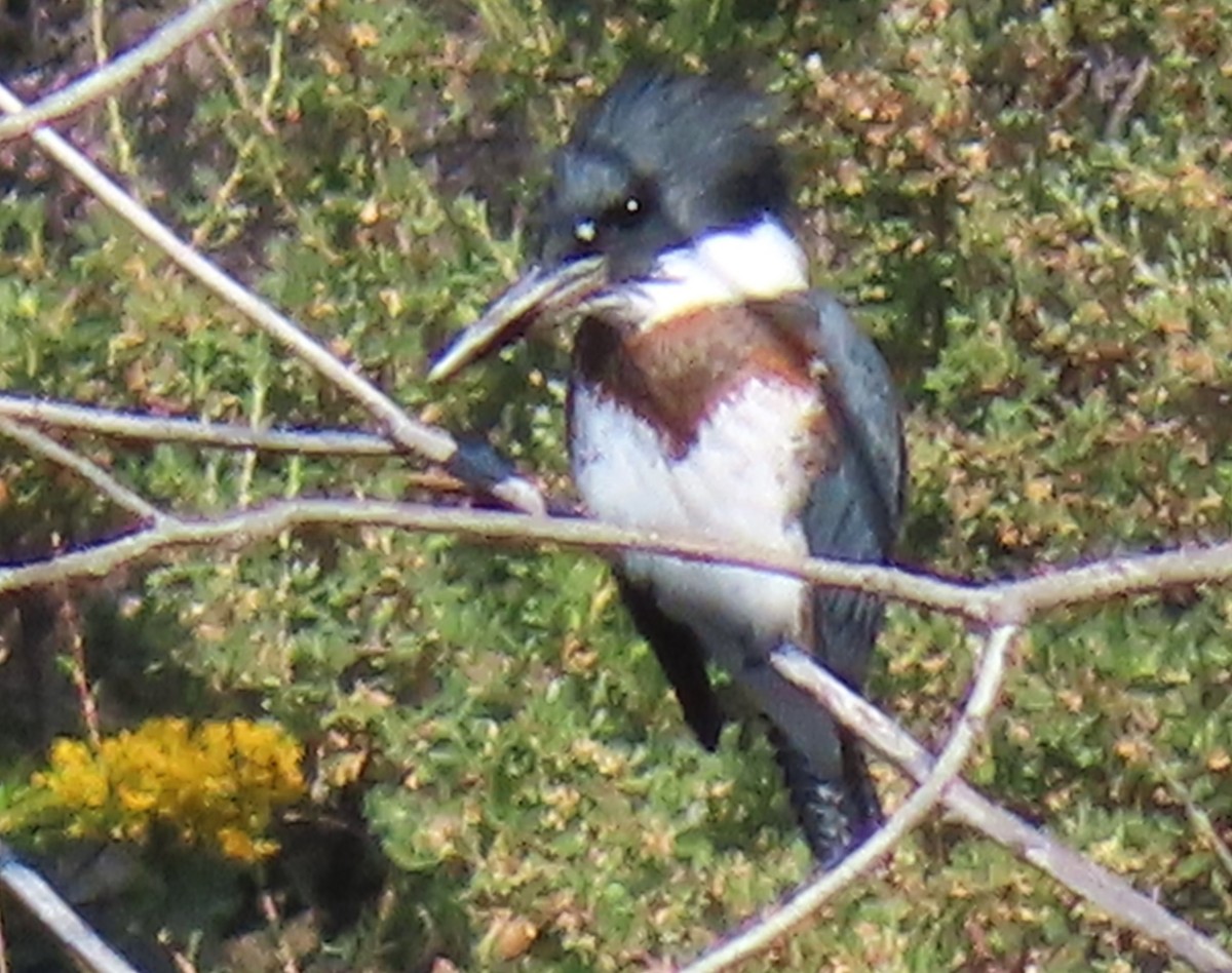Belted Kingfisher - Claire Weiser