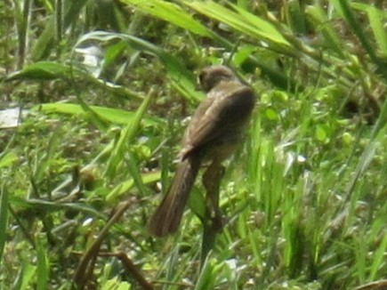Painted Bunting - Twylabird Jean