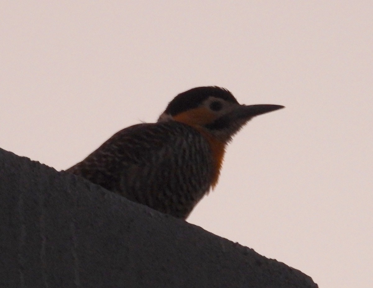 Campo Flicker - Edgardo Oscar Pic