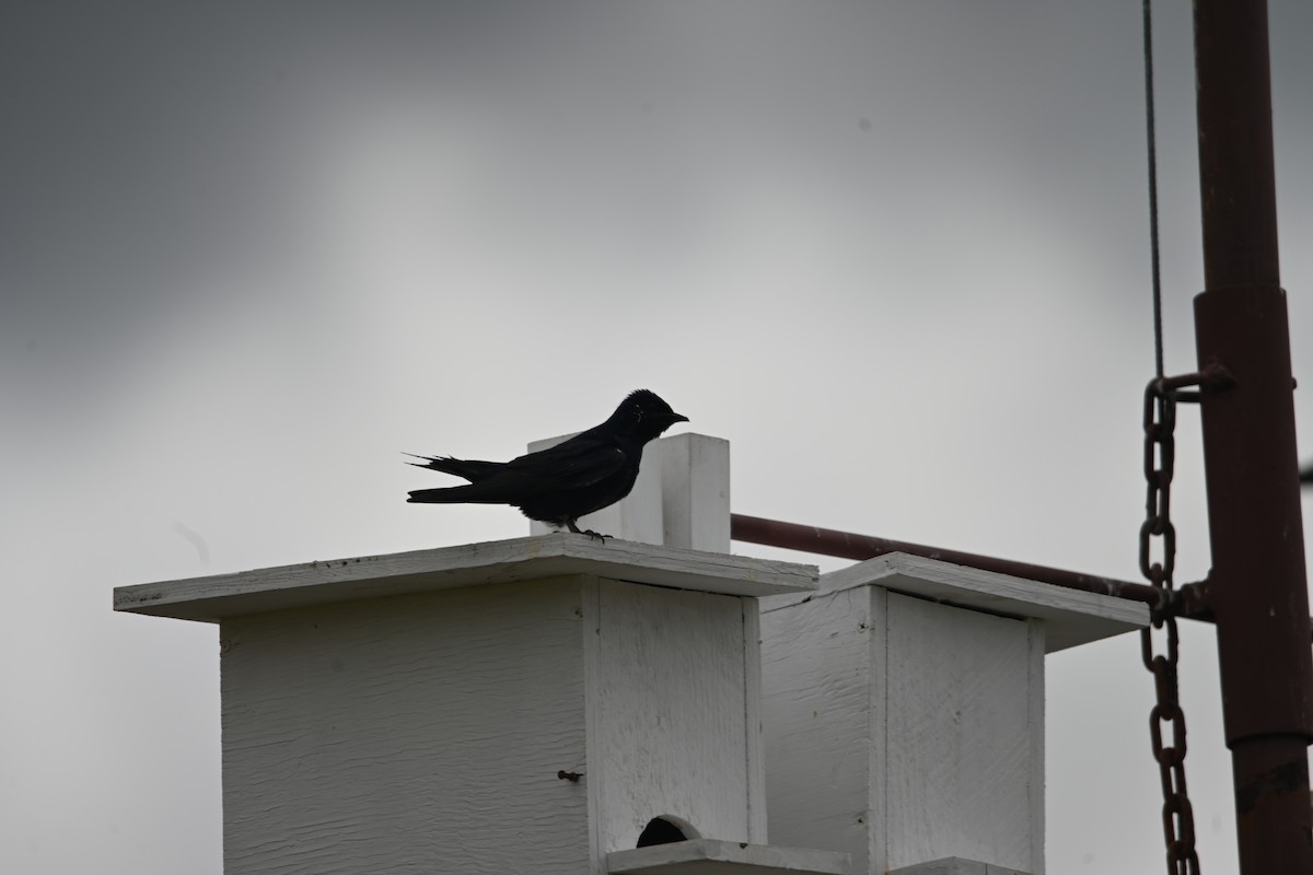 Purple Martin - ML622023826