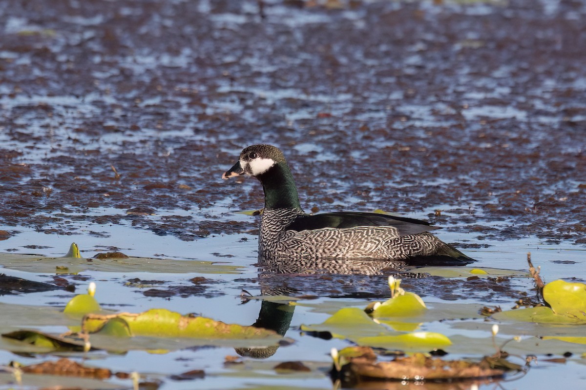Green Pygmy-Goose - ML622023917