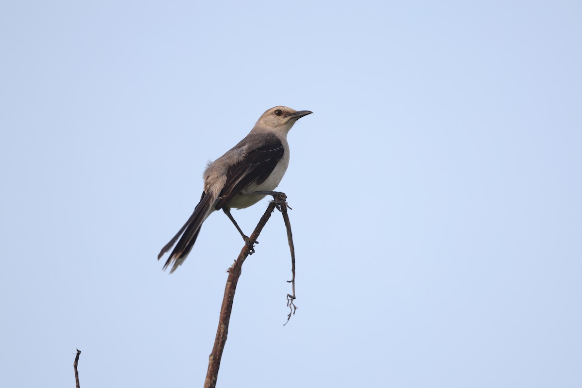 Tropical Mockingbird (Mayan) - ML622023992