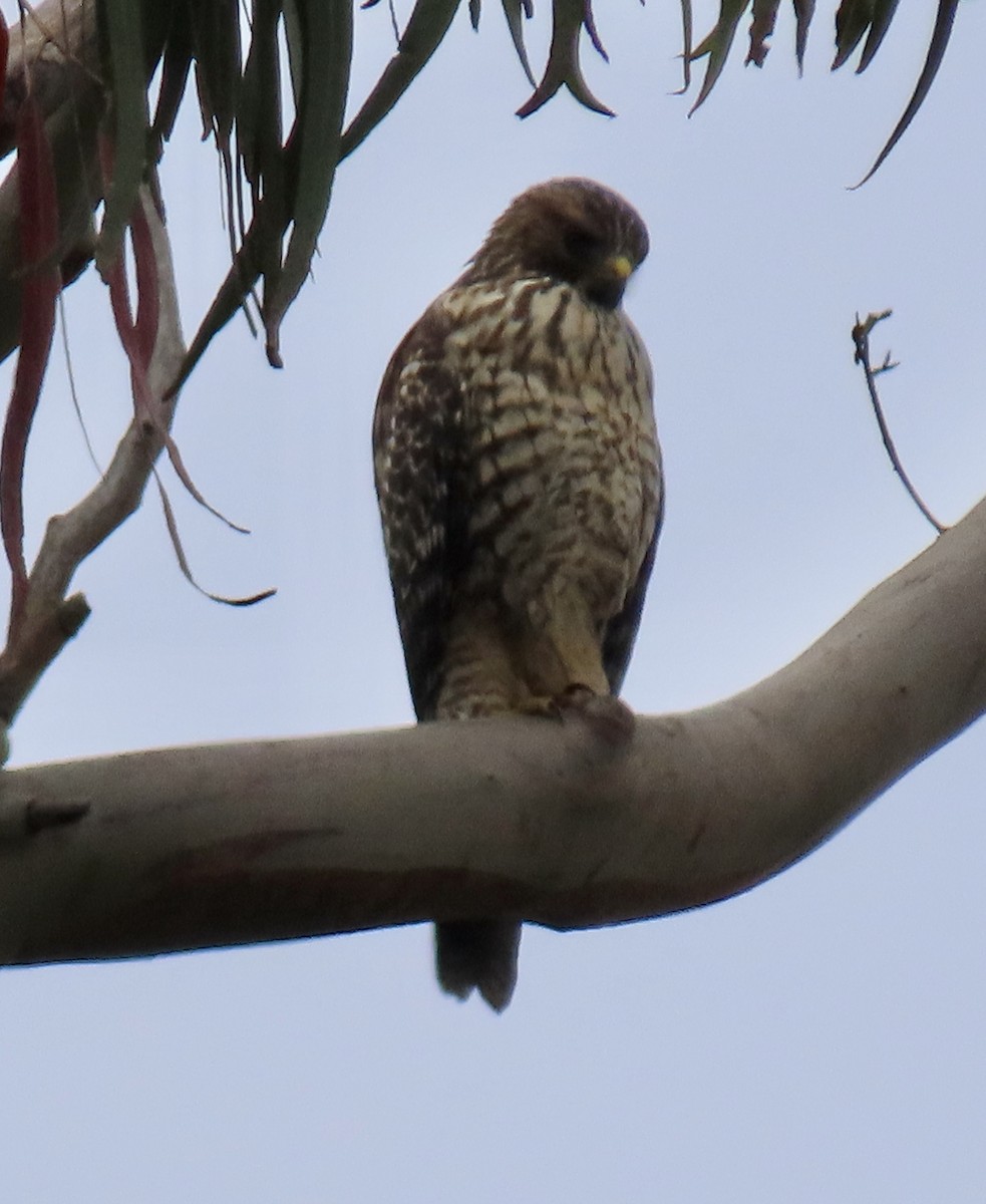 Red-shouldered Hawk - George Chrisman