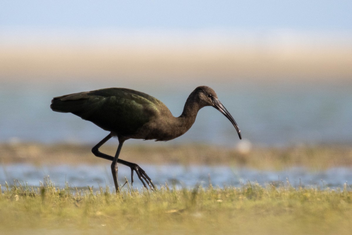 Ibis à face blanche - ML622024200