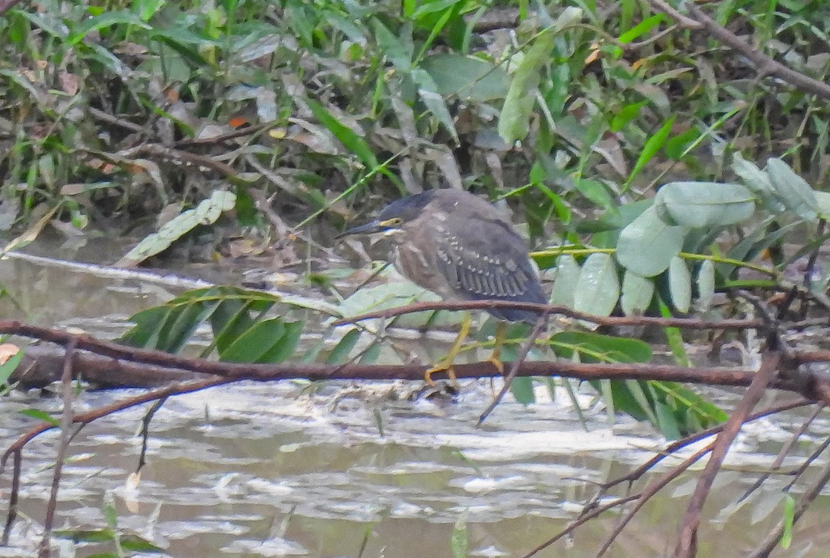 Striated Heron - Santiago Cañaveral Suarez
