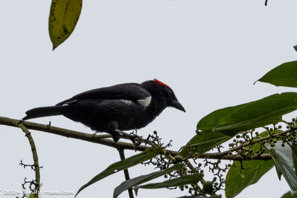 Scarlet-browed Tanager - ML622024227