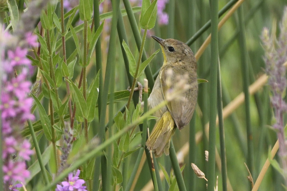 Common Yellowthroat - Pat McGrane