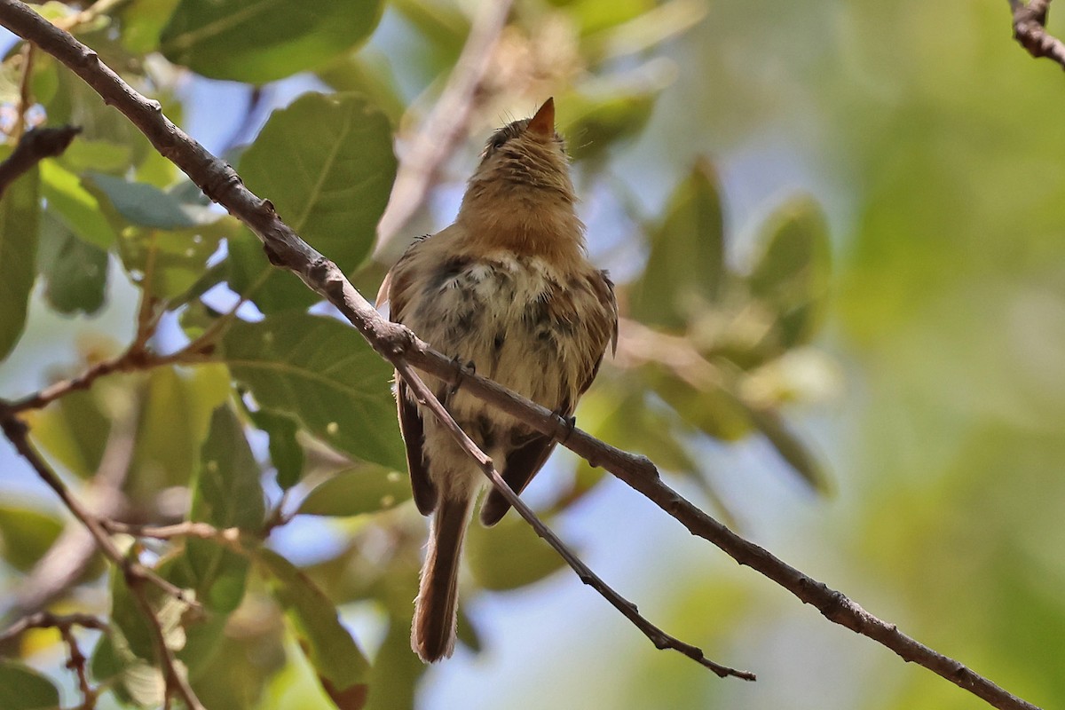 Buff-breasted Flycatcher - Richard Fray