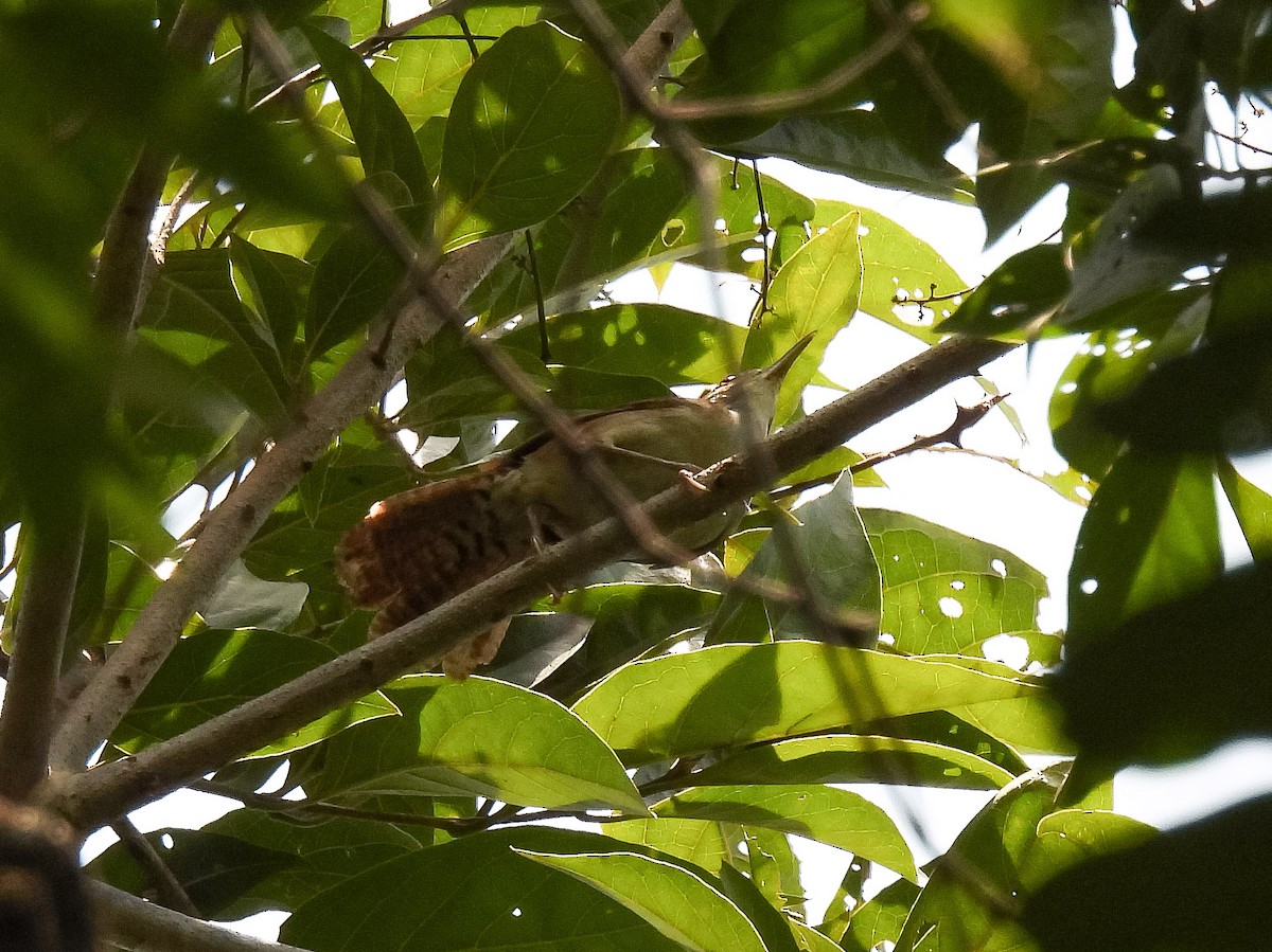 Antioquia Wren - ML622024370