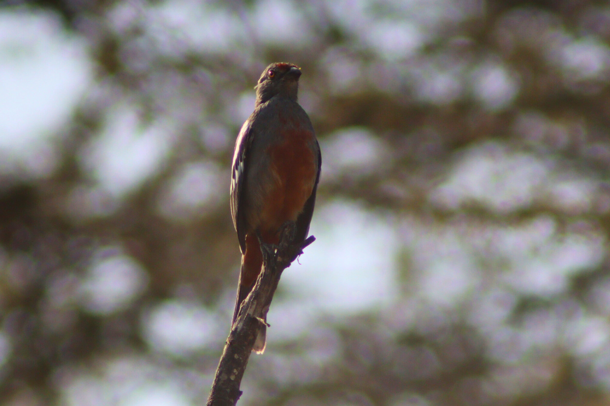 Peruvian Plantcutter - ML622024390