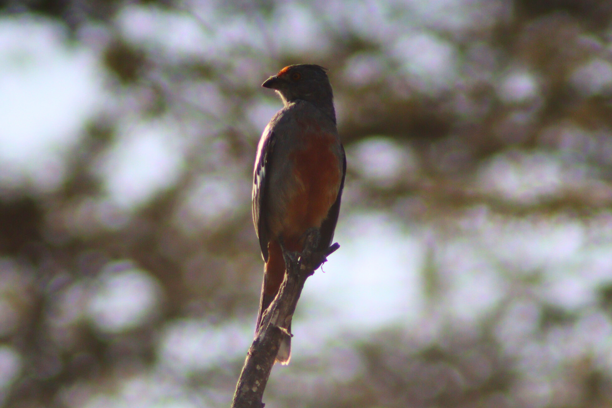 Peruvian Plantcutter - ML622024395