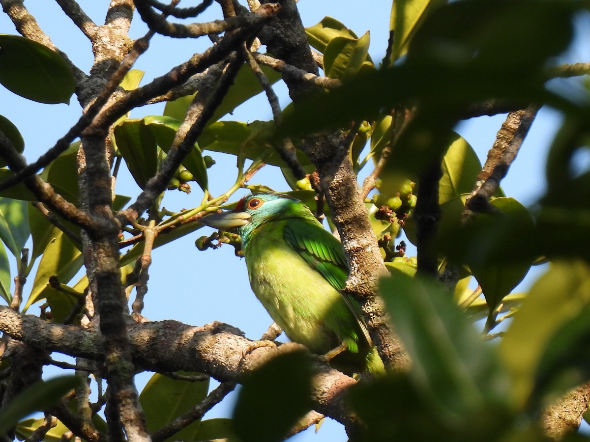 Blue-throated Barbet - Diane Bricmont