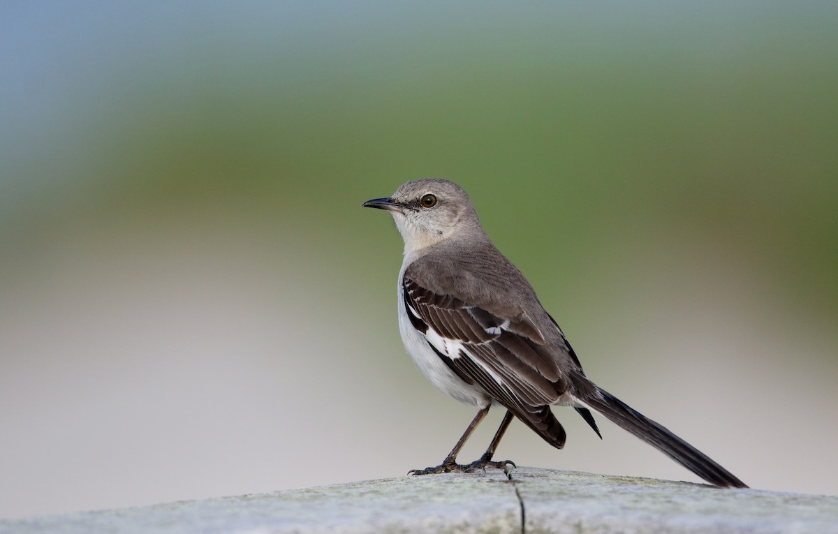 Northern Mockingbird - ML62202441