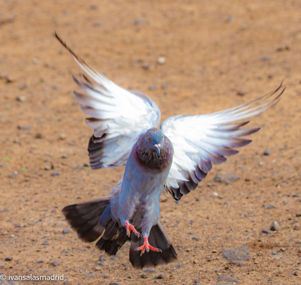 Rock Pigeon (Feral Pigeon) - ML622024458
