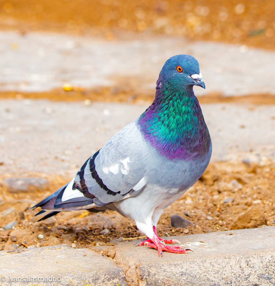 Rock Pigeon (Feral Pigeon) - ML622024459