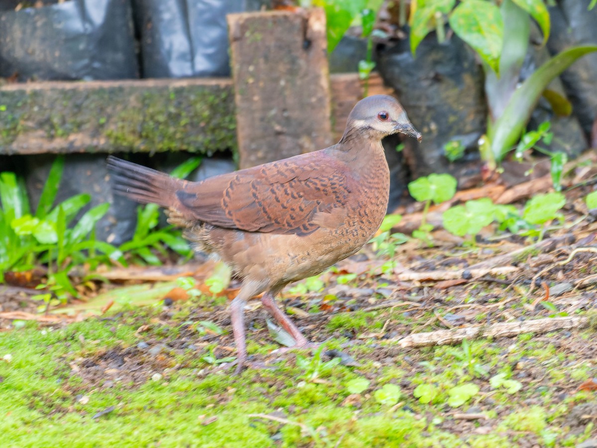 Chiriqui Quail-Dove - ML622024534