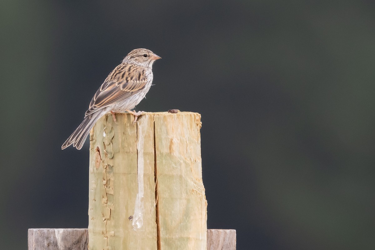 Chipping Sparrow - ML622024612