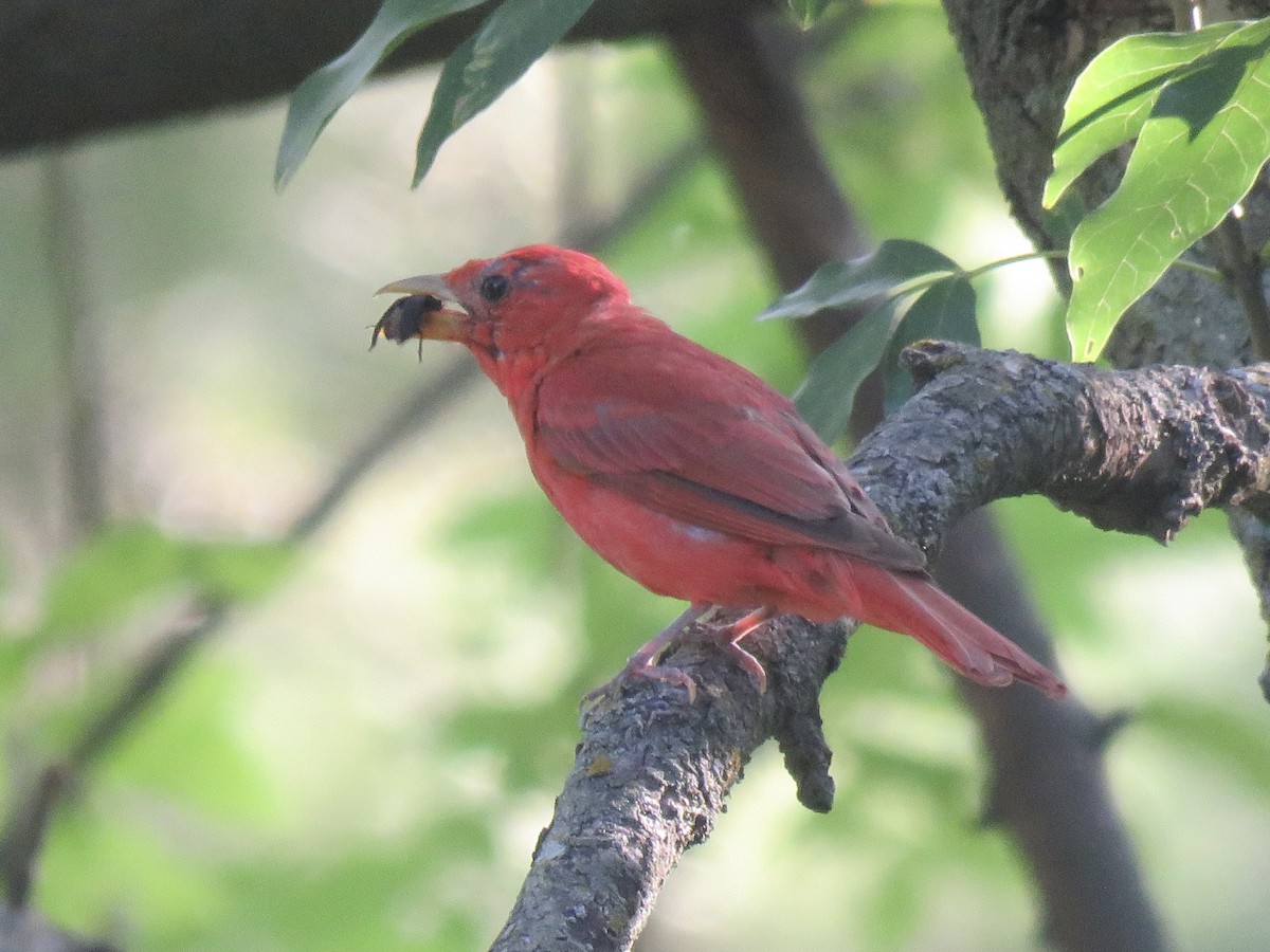 Summer Tanager - ML622024707