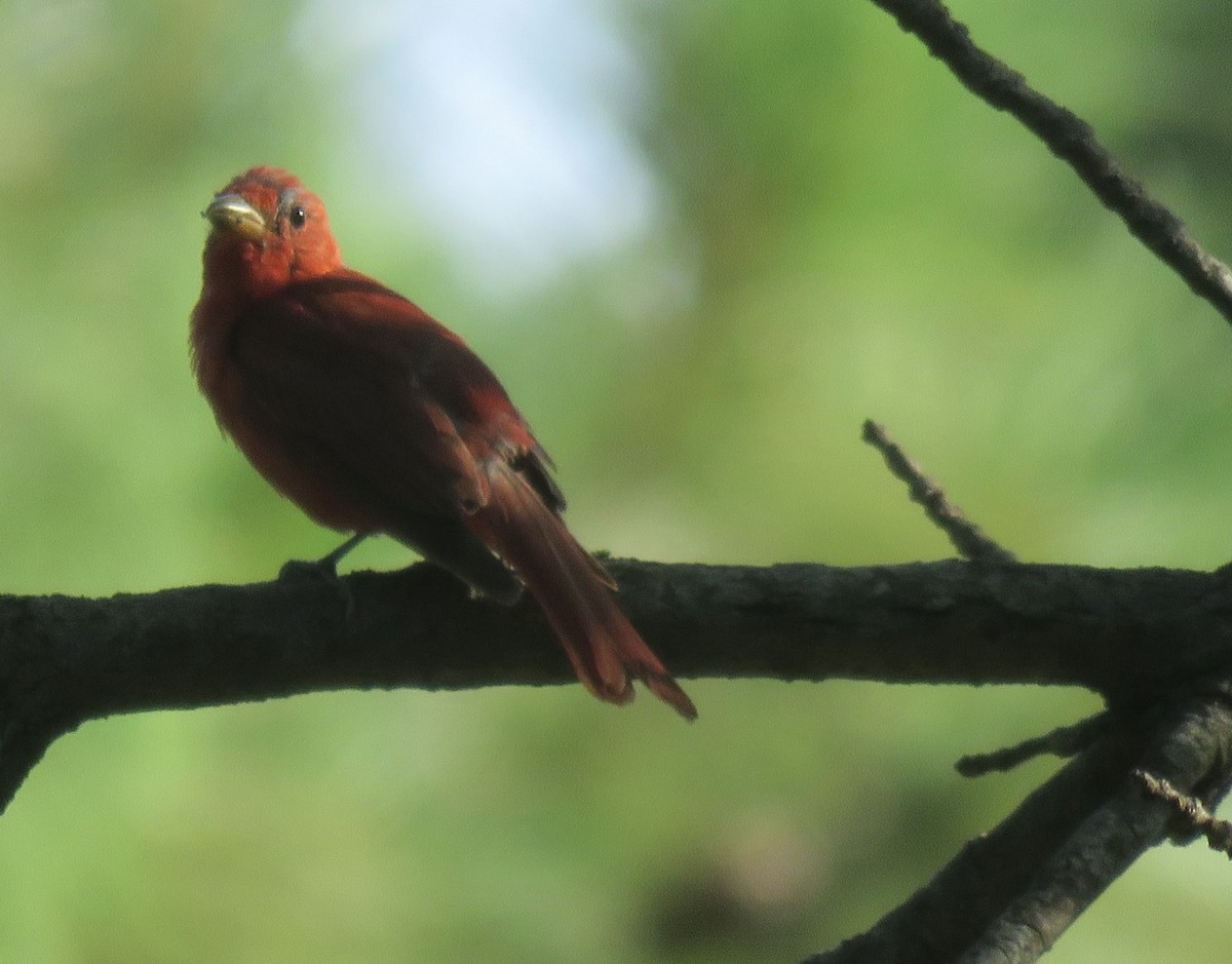 Summer Tanager - ML622024723