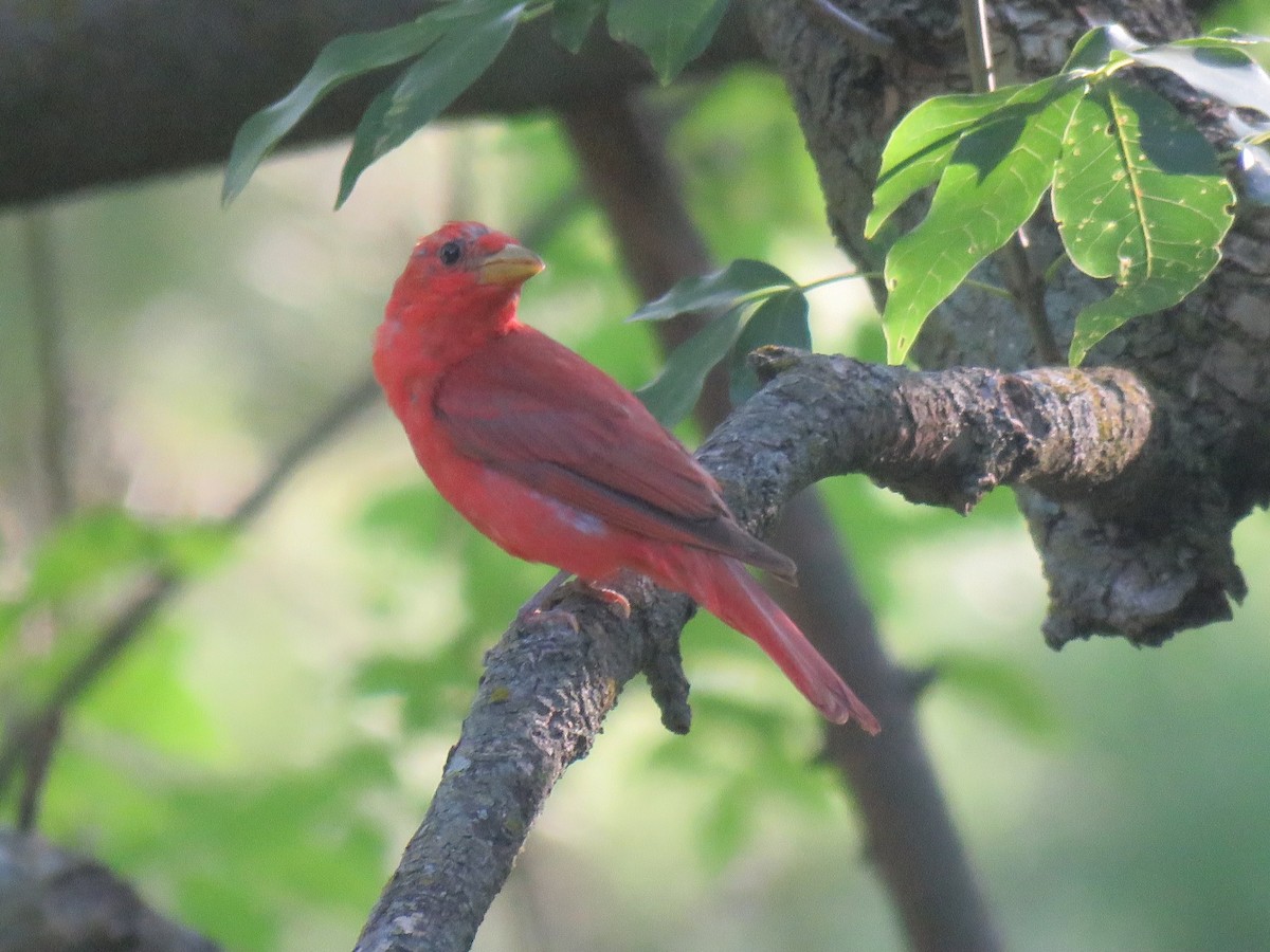 Summer Tanager - ML622024724