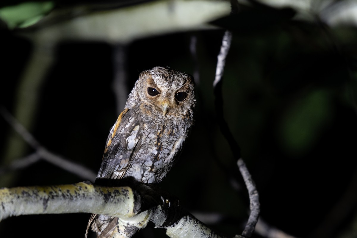 Flammulated Owl - ML622024795