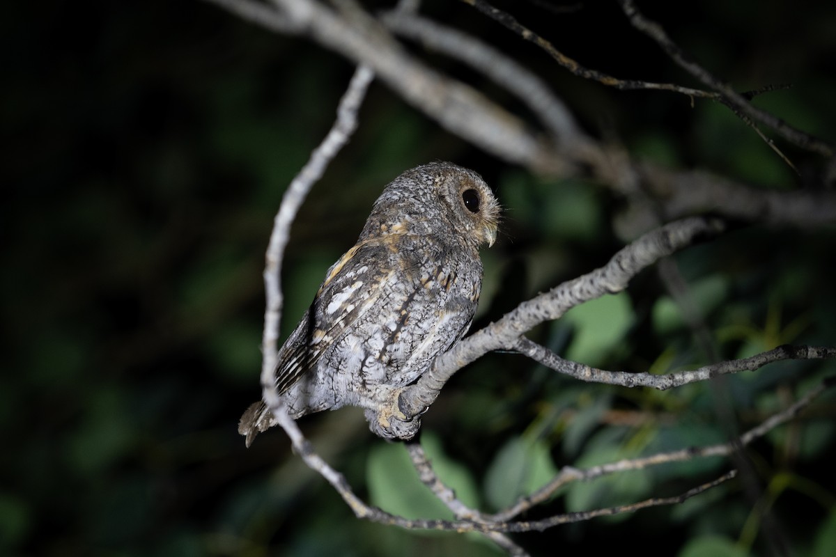 Flammulated Owl - ML622024796