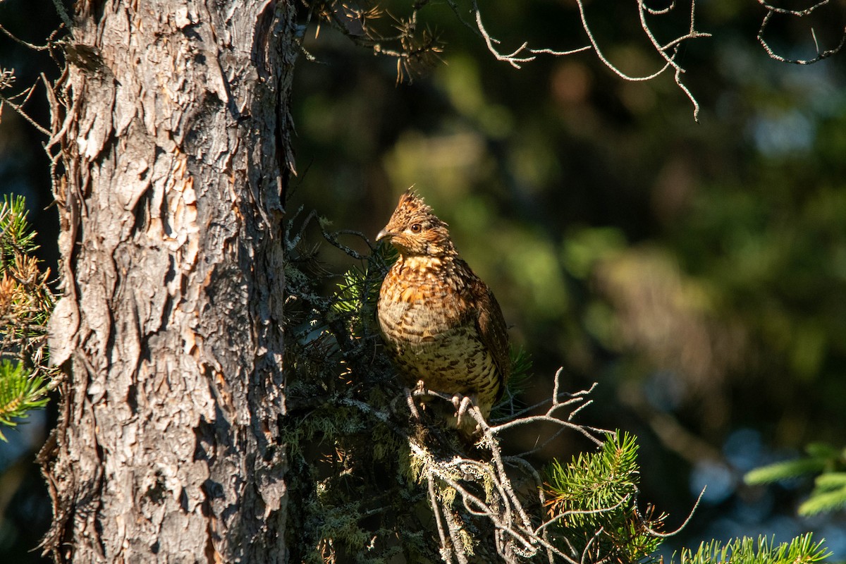 Воротничковый рябчик - ML622024833