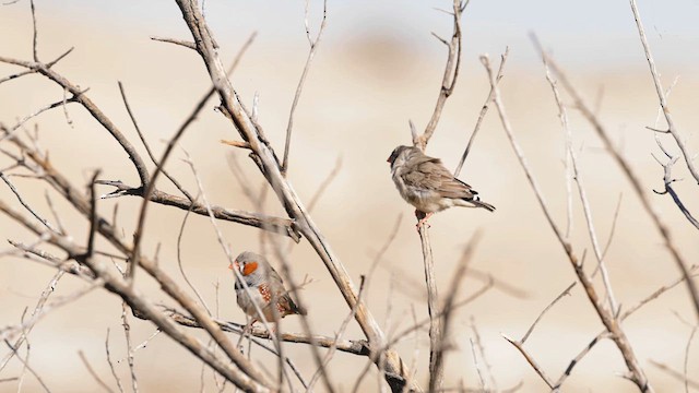 Zebra Finch - ML622024852