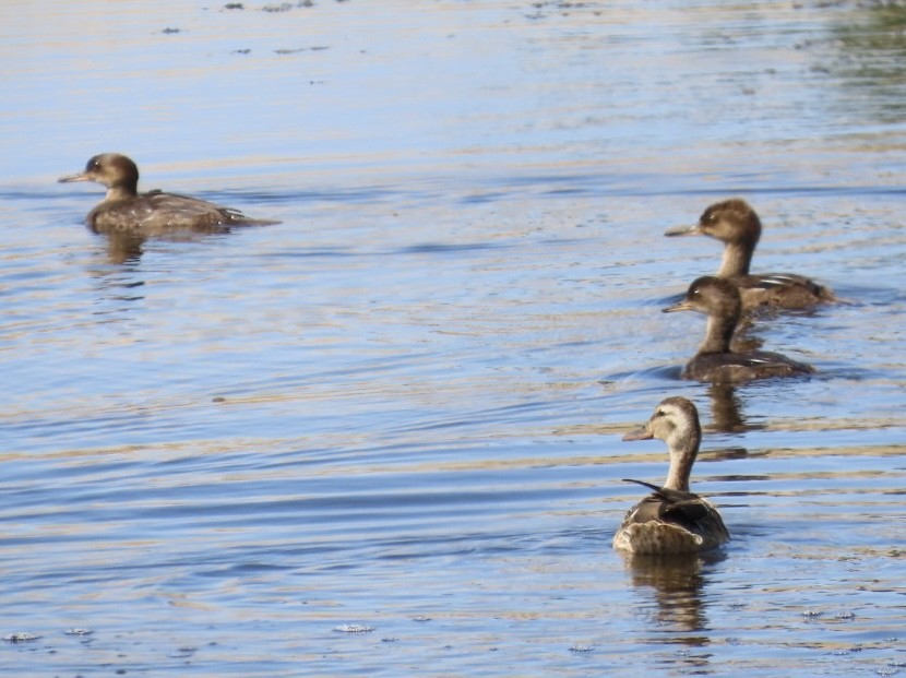 Hooded Merganser - Jim Rowoth