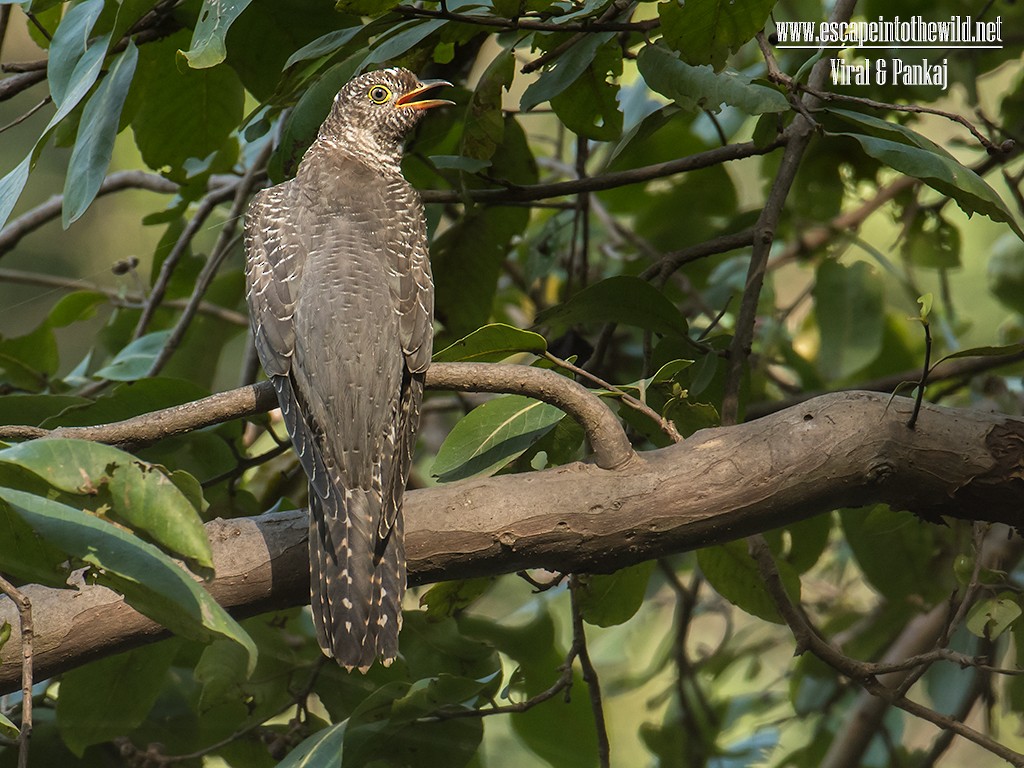 Common Cuckoo - ML622024880