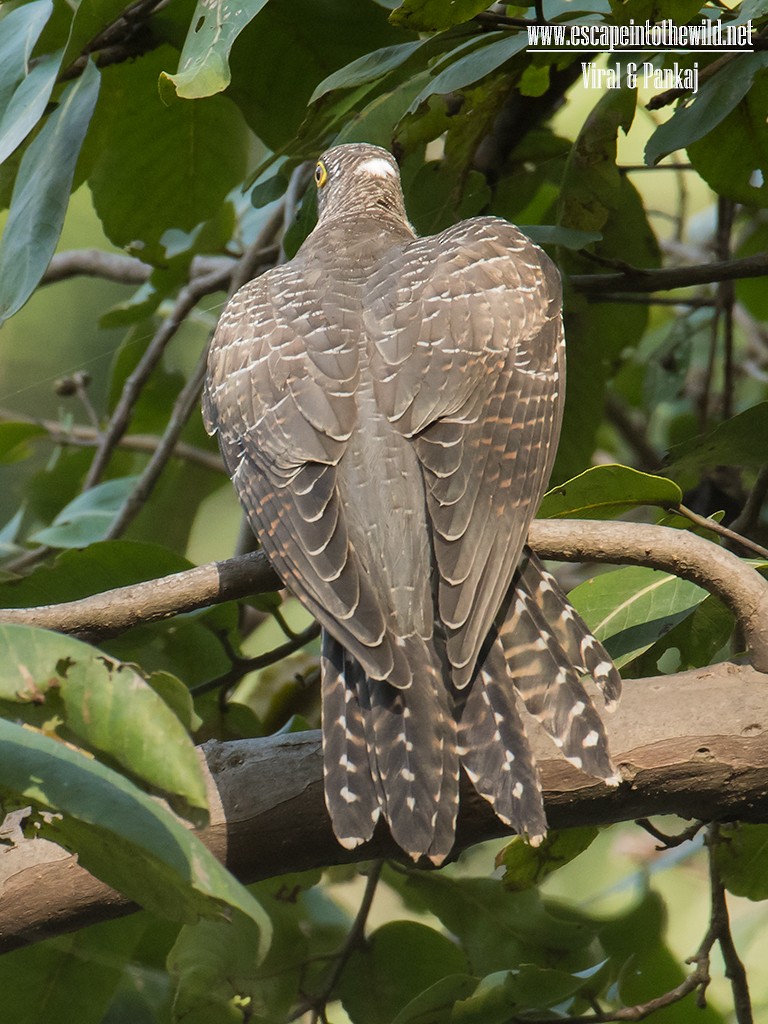 Common Cuckoo - ML622024882