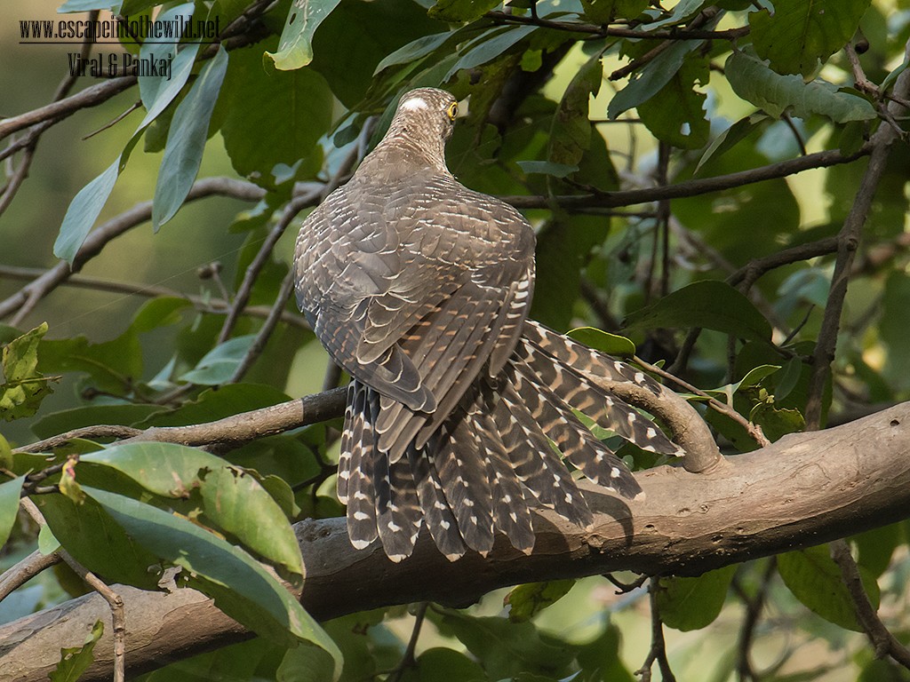 Common Cuckoo - ML622024883