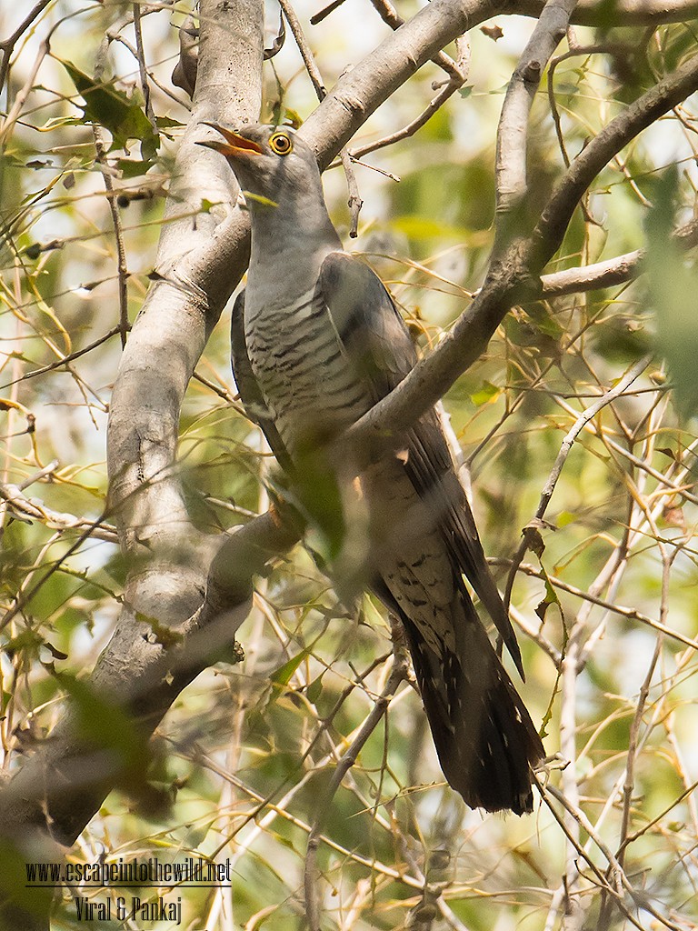 Common Cuckoo - ML622024884